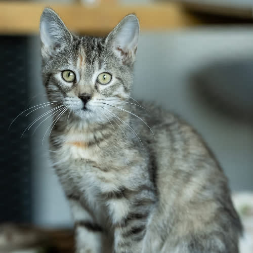 Koty ze schroniska do adopcji Lola