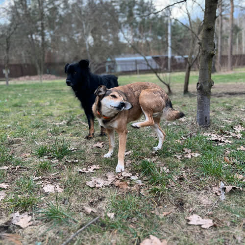 Psy ze schroniska do adopcji Luna i Gonzo (adopcja w dwupaku)