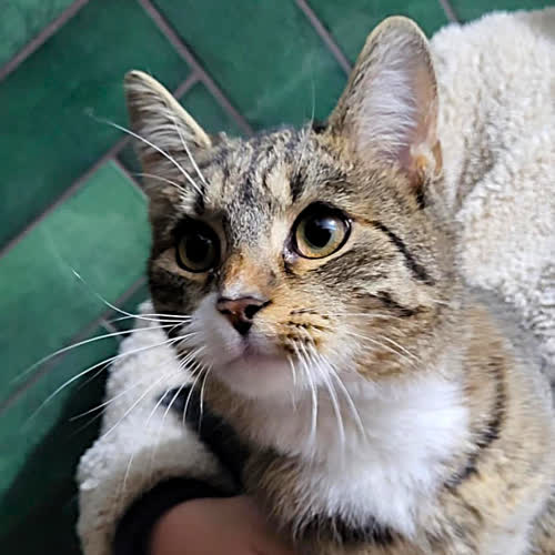 Koty ze schroniska do adopcji Ziggi