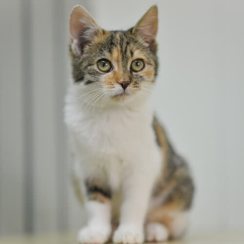 Koty ze schroniska do adopcji Pyśka