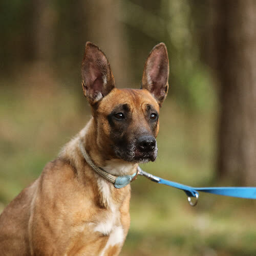 Psy ze schroniska do adopcji Aura