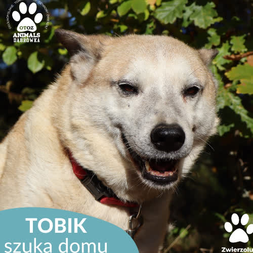 Psy ze schroniska do adopcji Tobik