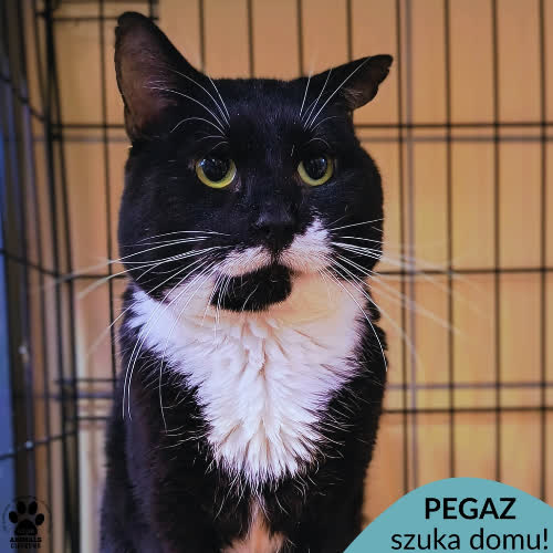 Koty ze schroniska do adopcji Pegaz