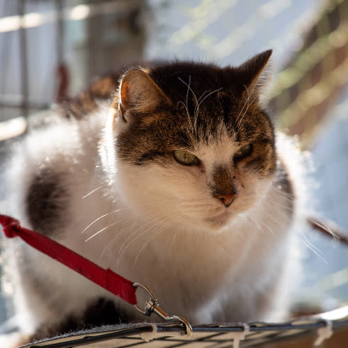 Koty ze schroniska do adopcji Kubuś