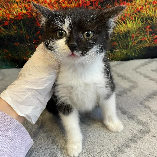 Koty ze schroniska do adopcji Linka