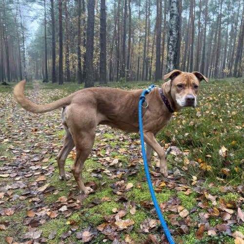 Psy ze schroniska do adopcji ZUla