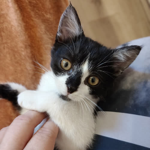 Koty ze schroniska do adopcji MAJA