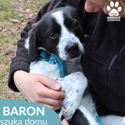 Psy ze schroniska do adopcji Baron