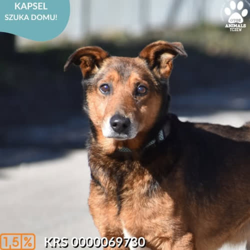 Psy ze schroniska do adopcji KAPSEL