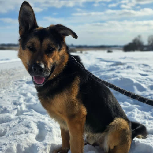 Psy ze schroniska do adopcji Vader