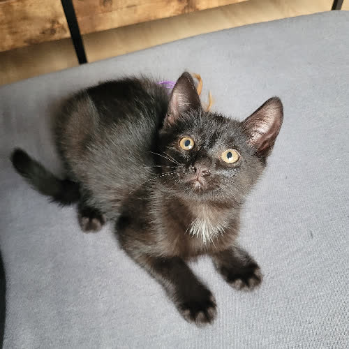 Koty ze schroniska do adopcji Pepsi