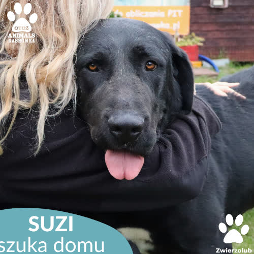 Psy ze schroniska do adopcji Suzi