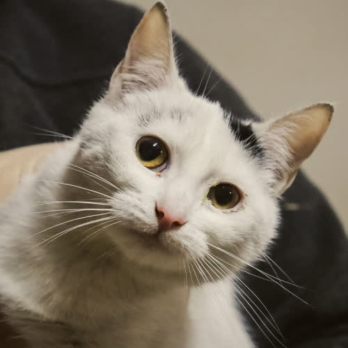 Koty ze schroniska do adopcji Lusia