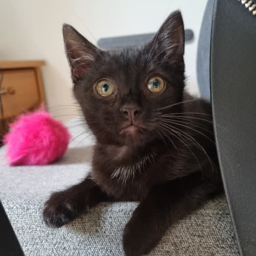 Koty ze schroniska do adopcji Mara