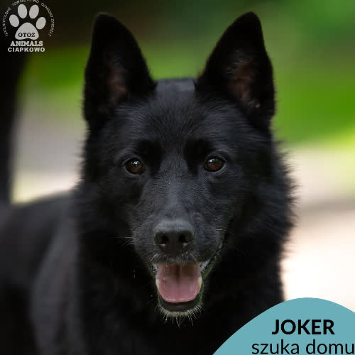 Joker