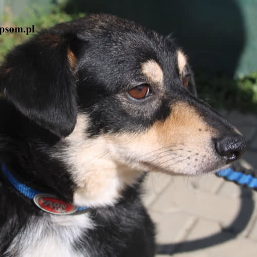 Psy ze schroniska do adopcji Bruno