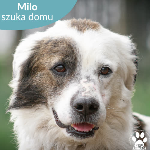 Milo