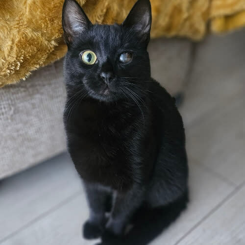 Koty ze schroniska do adopcji Mambo