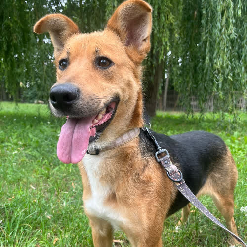Psy ze schroniska do adopcji Perła 