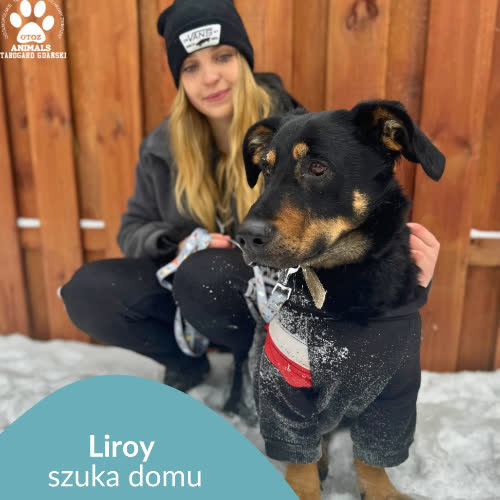 Psy ze schroniska do adopcji Liroy