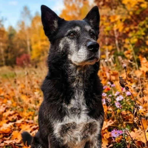 Psy ze schroniska do adopcji Bryś