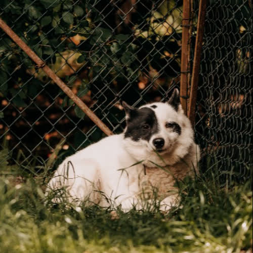 Psy ze schroniska do adopcji Oreo