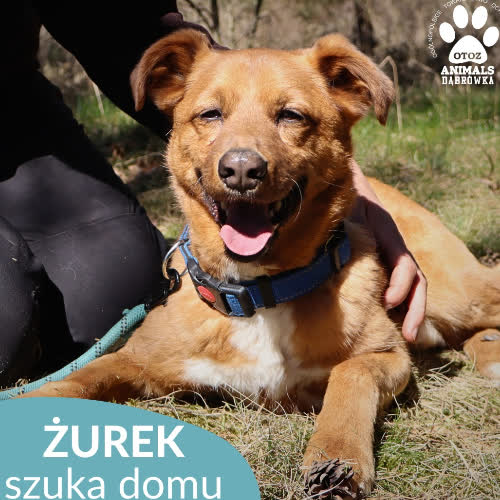 Żurek