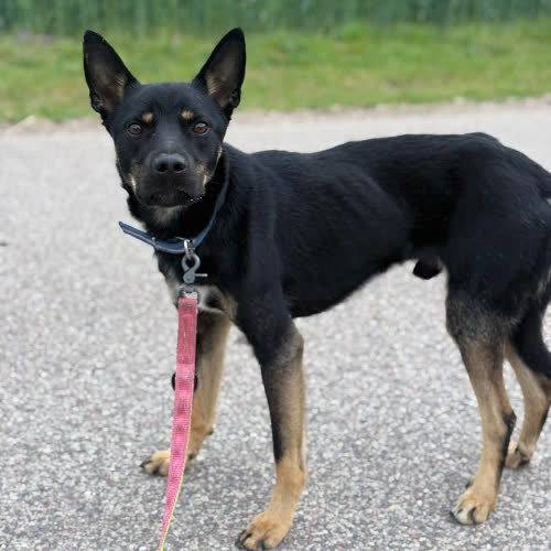 Psy ze schroniska do adopcji Tobi