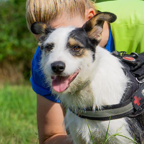 Psy ze schroniska do adopcji Staś