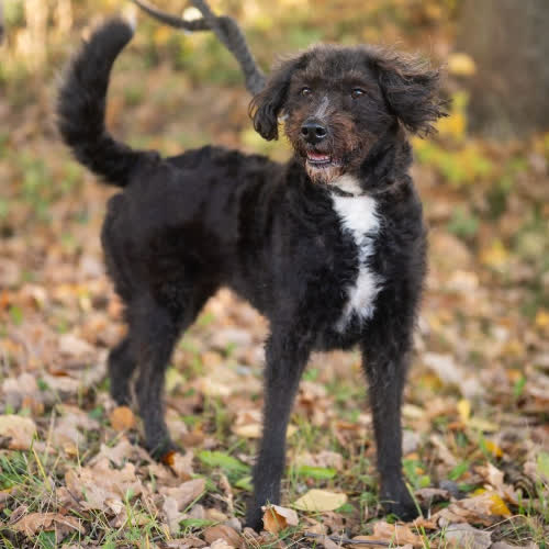 Psy ze schroniska do adopcji Czika