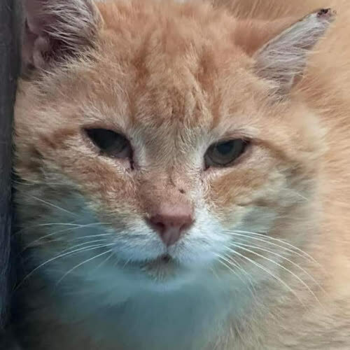 Koty ze schroniska do adopcji Sushi