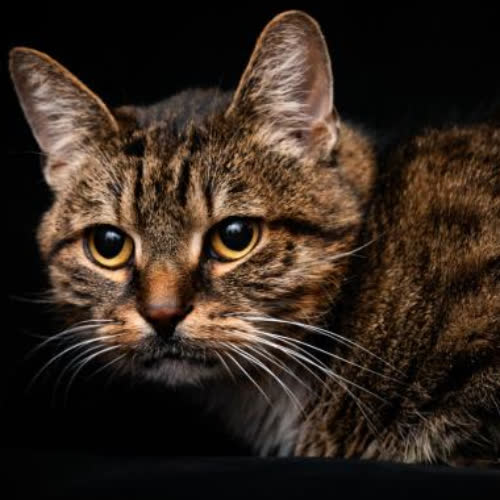 Koty ze schroniska do adopcji Sycyliusz