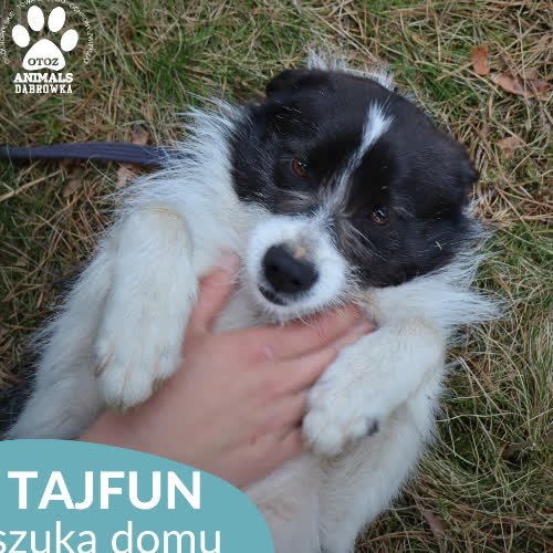 Tajfun