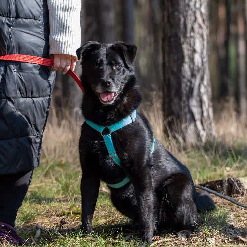 Psy ze schroniska do adopcji Jamal