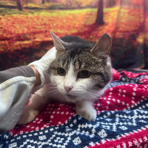 Koty ze schroniska do adopcji A130