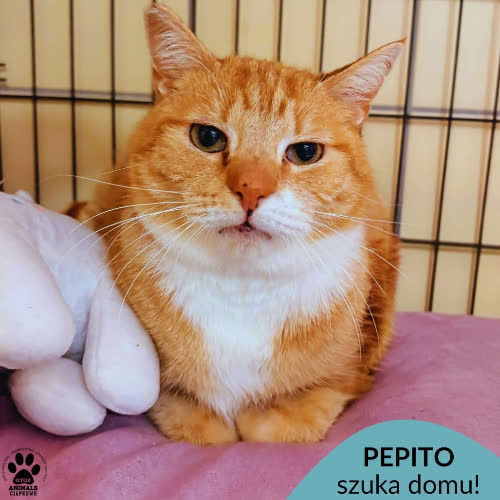 Pepito