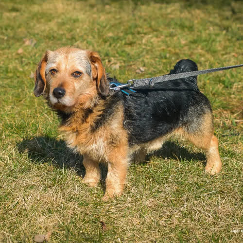 Psy ze schroniska do adopcji Bruno 