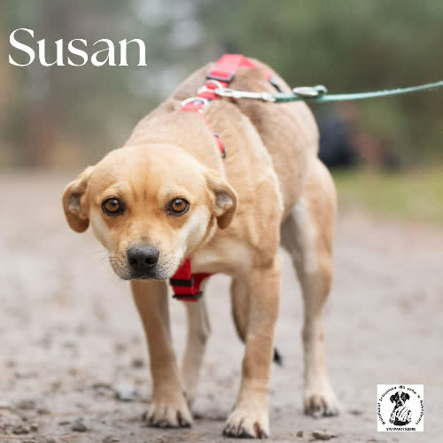 Psy ze schroniska do adopcji Susan 