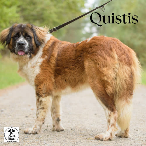 Psy ze schroniska do adopcji Quistis 