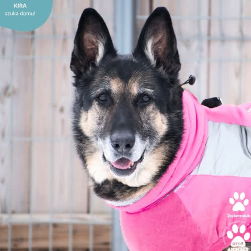 Psy ze schroniska do adopcji KIRA