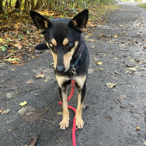 Hilary niewidomy dom pilny 