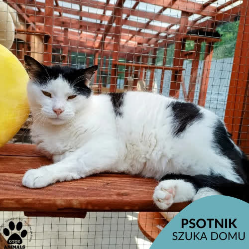 Koty ze schroniska do adopcji Psotnik