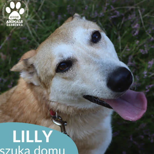 Psy ze schroniska do adopcji Lilly