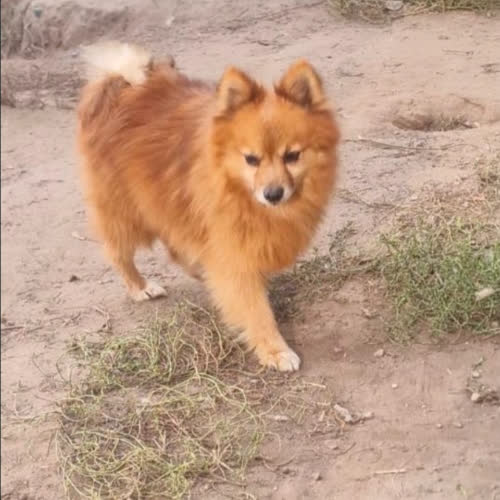 Psy ze schroniska do adopcji Olafek