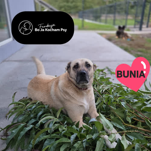 Psy ze schroniska do adopcji Bunia