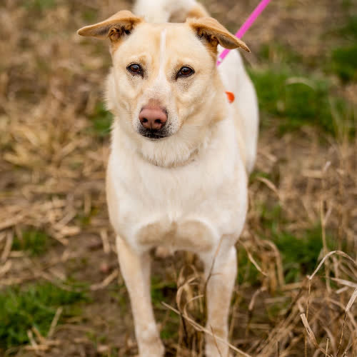 Psy ze schroniska do adopcji Piegus