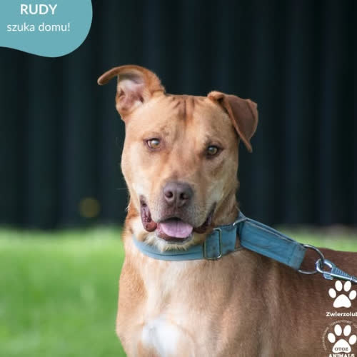 Psy ze schroniska do adopcji RUDY