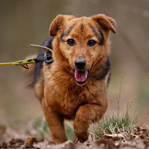 Psy ze schroniska do adopcji Ozi