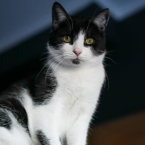 Suzi