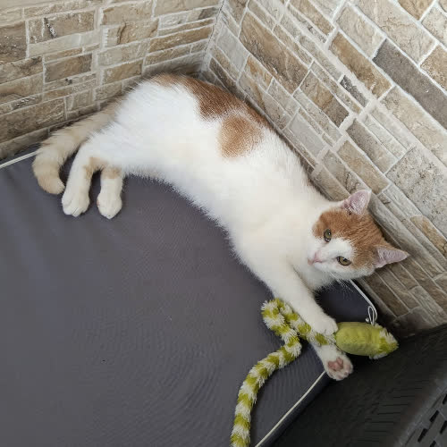 Koty ze schroniska do adopcji Pinokio